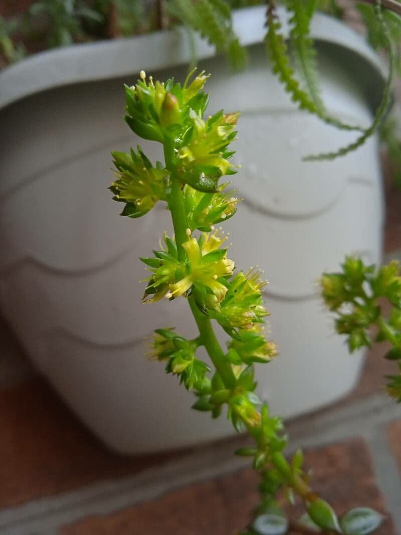 Lenophyllum 4