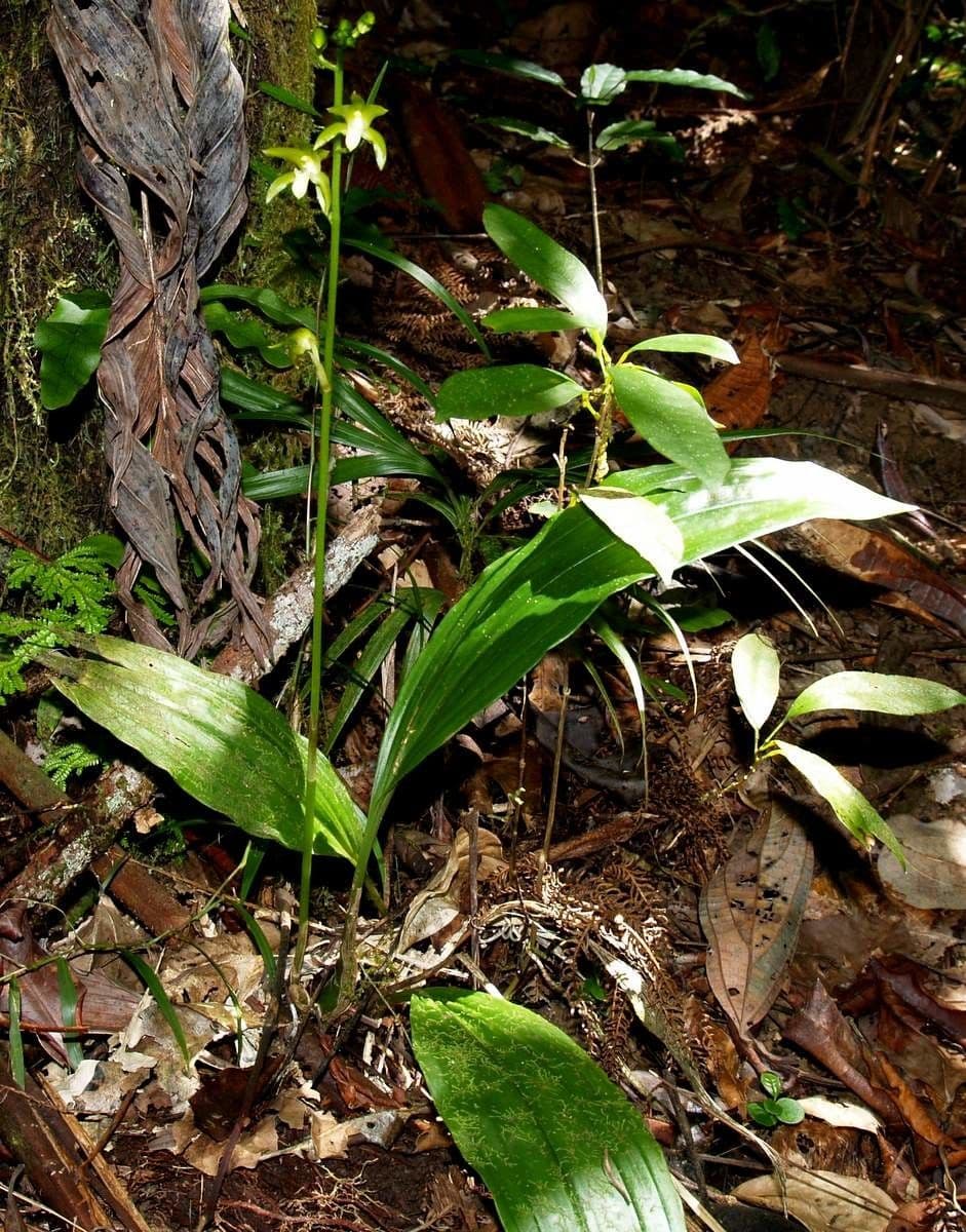 Orchidea 8