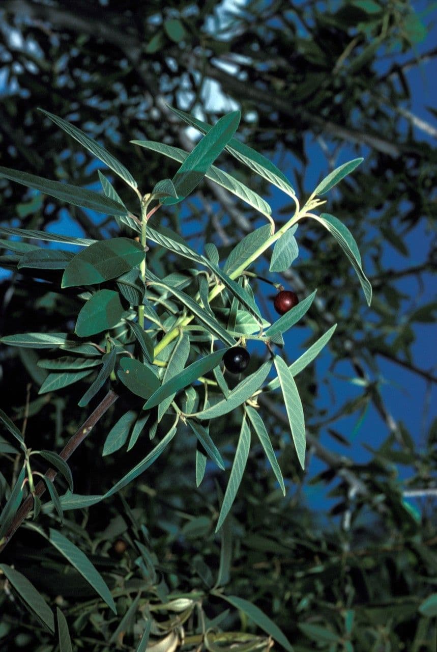 Frangula californica