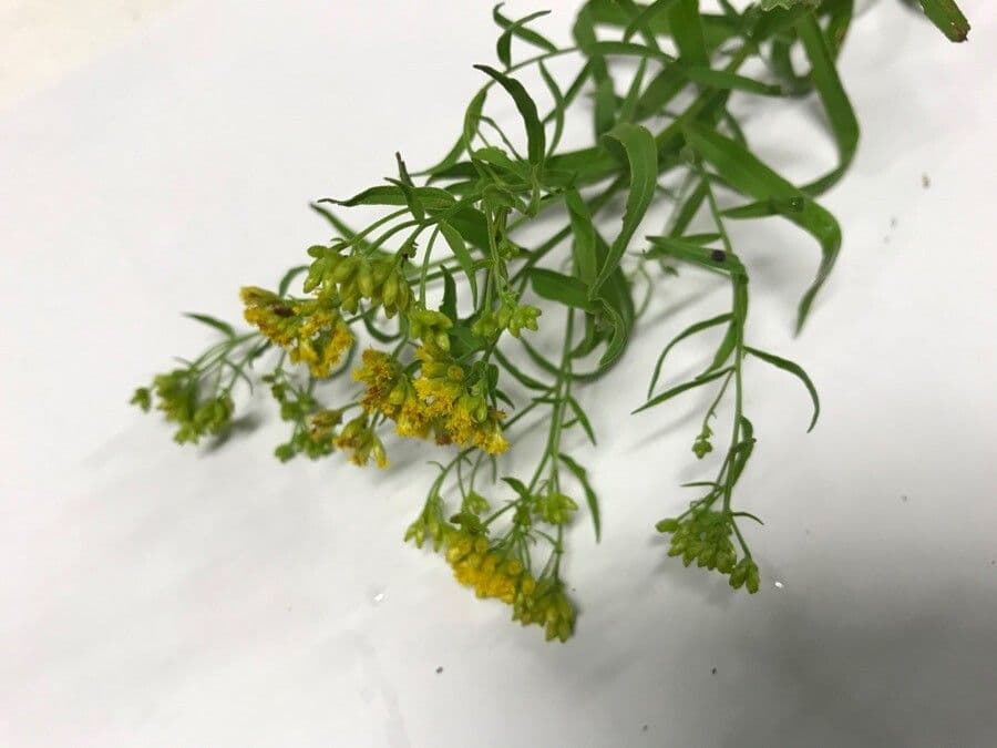 Euthamia graminifolia 6