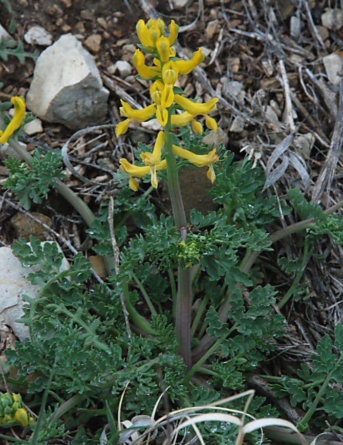 Corydalis dorada 10