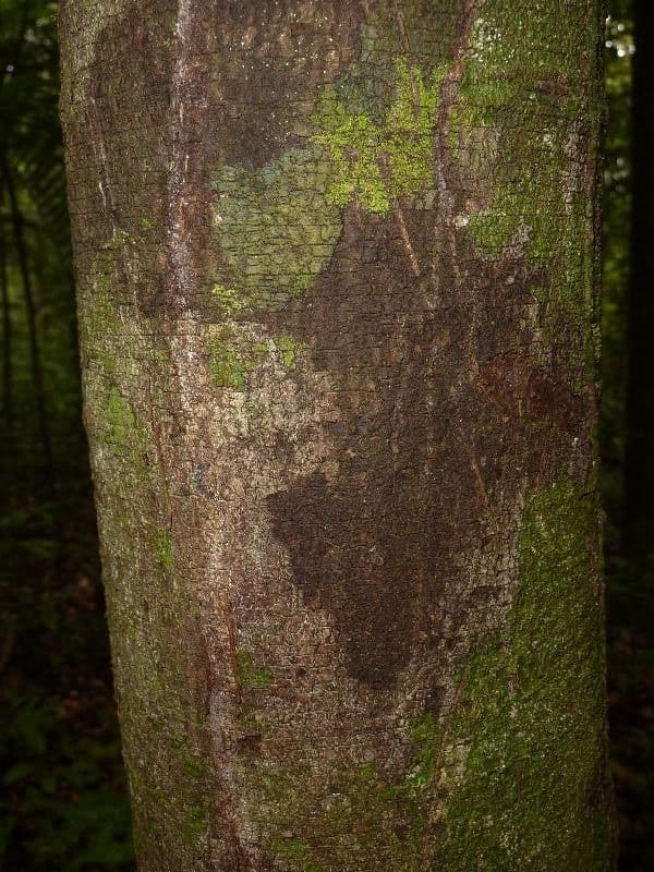 Ambelania acida 3