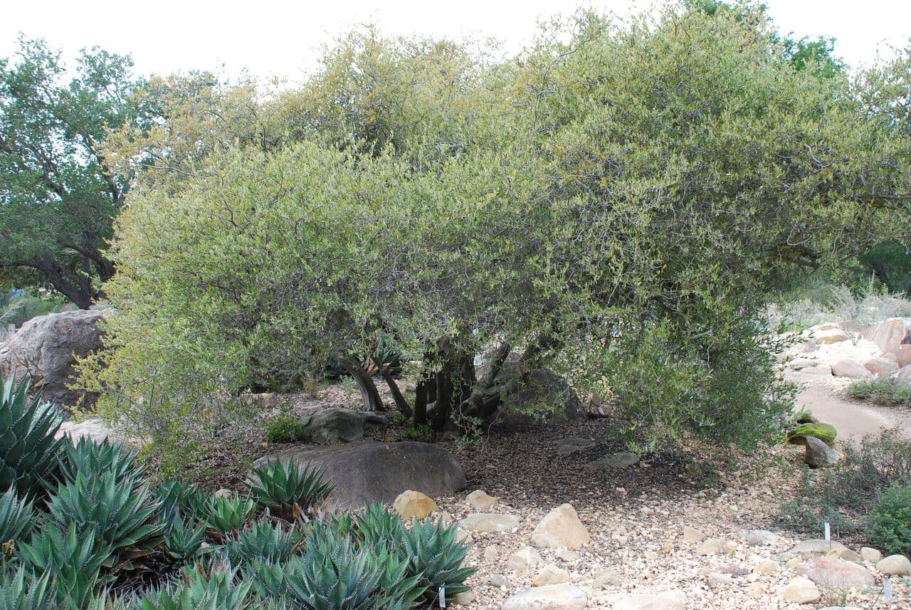 Jojoba 11
