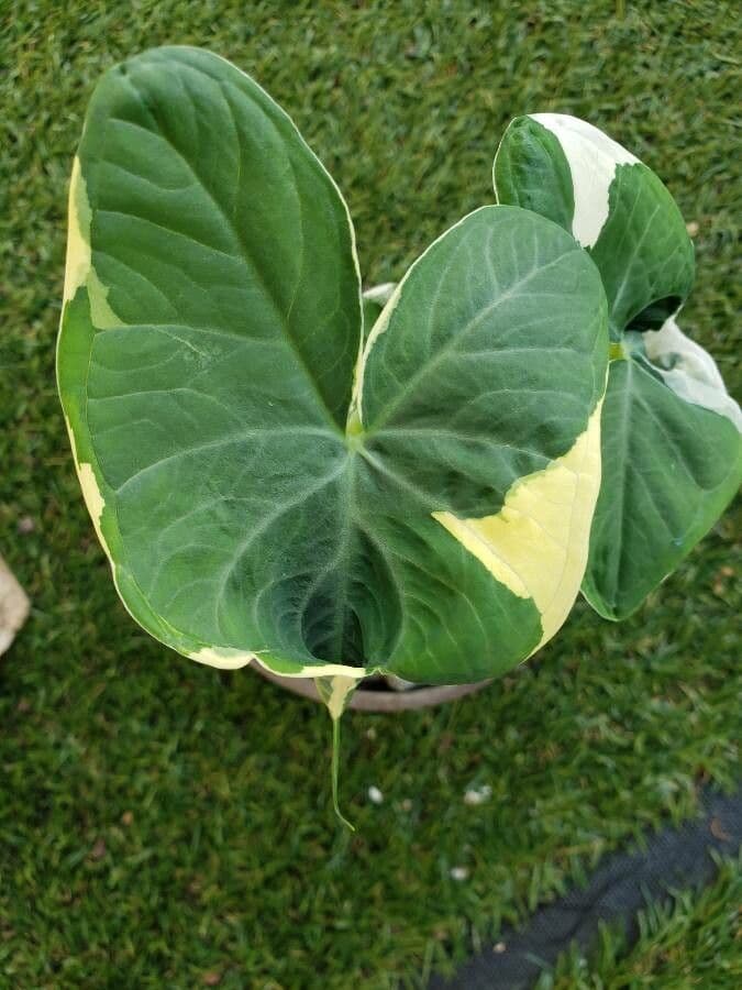 Taro 20
