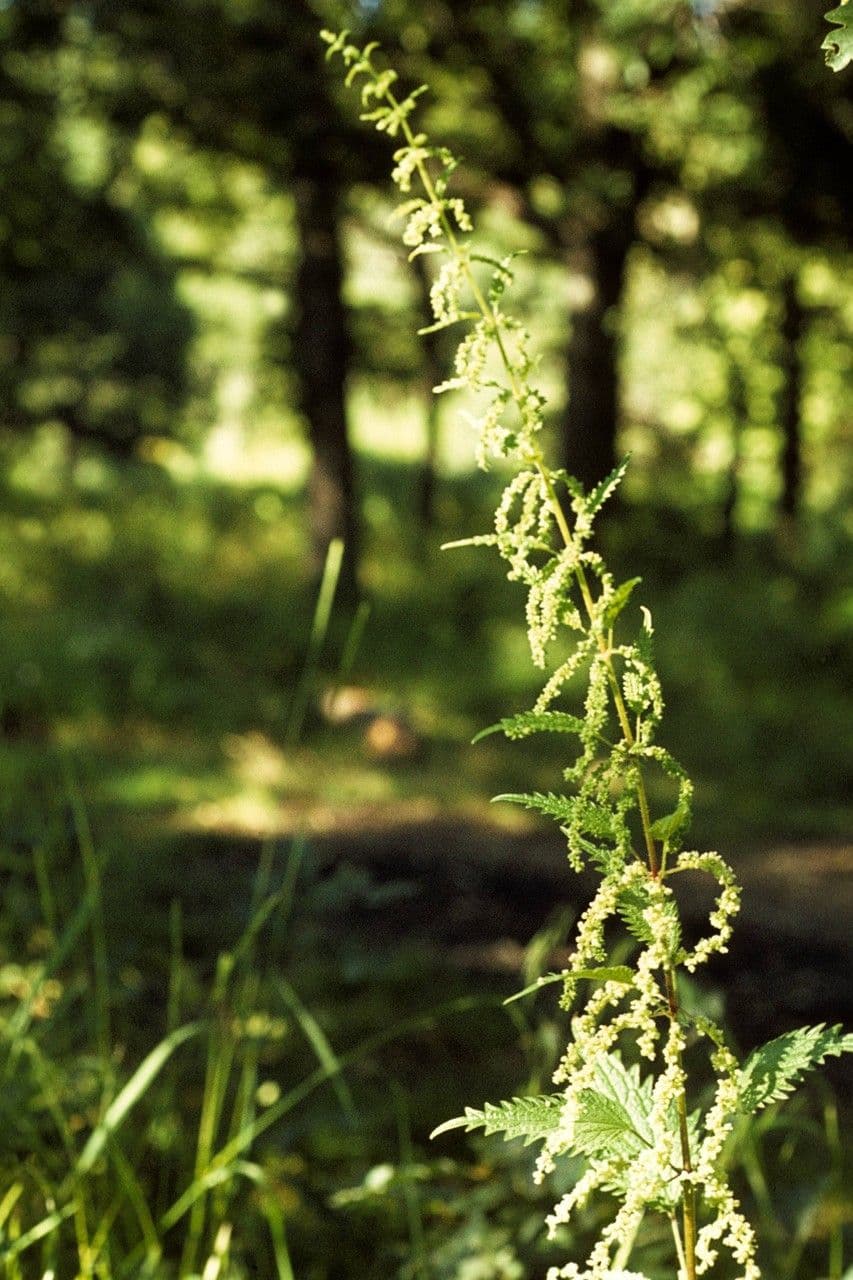 Mountain nettle