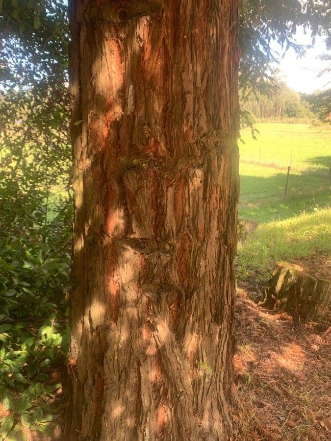 Sequoia sempreverde 20