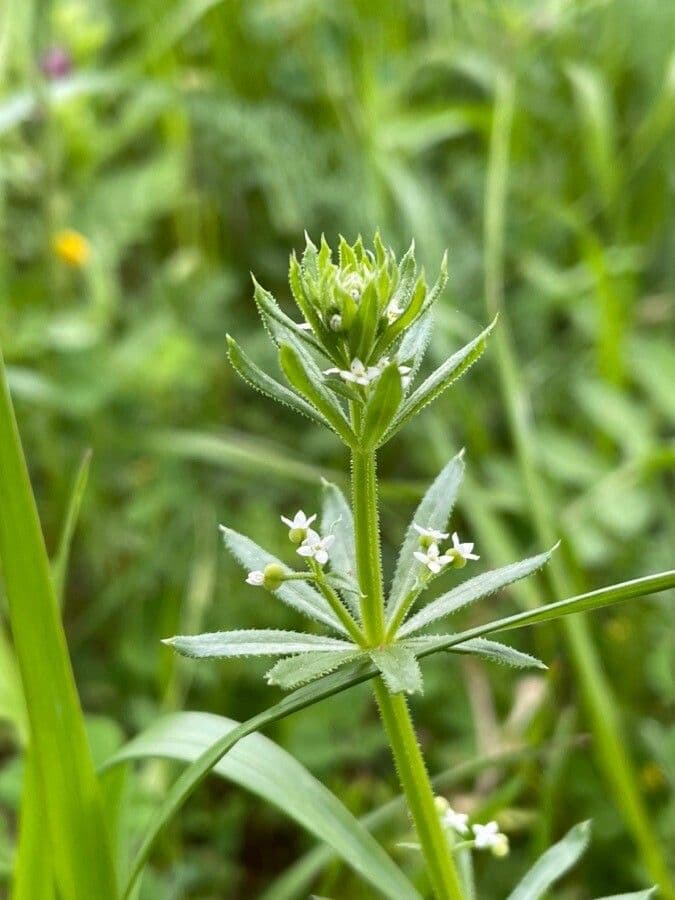 Corn-cleavers 9
