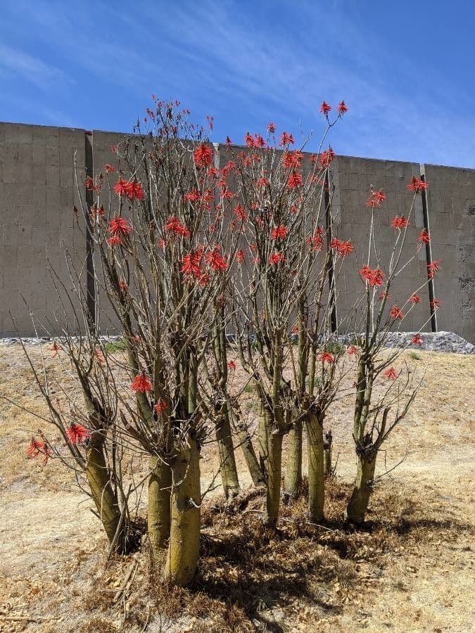 Albero corallo comune 11