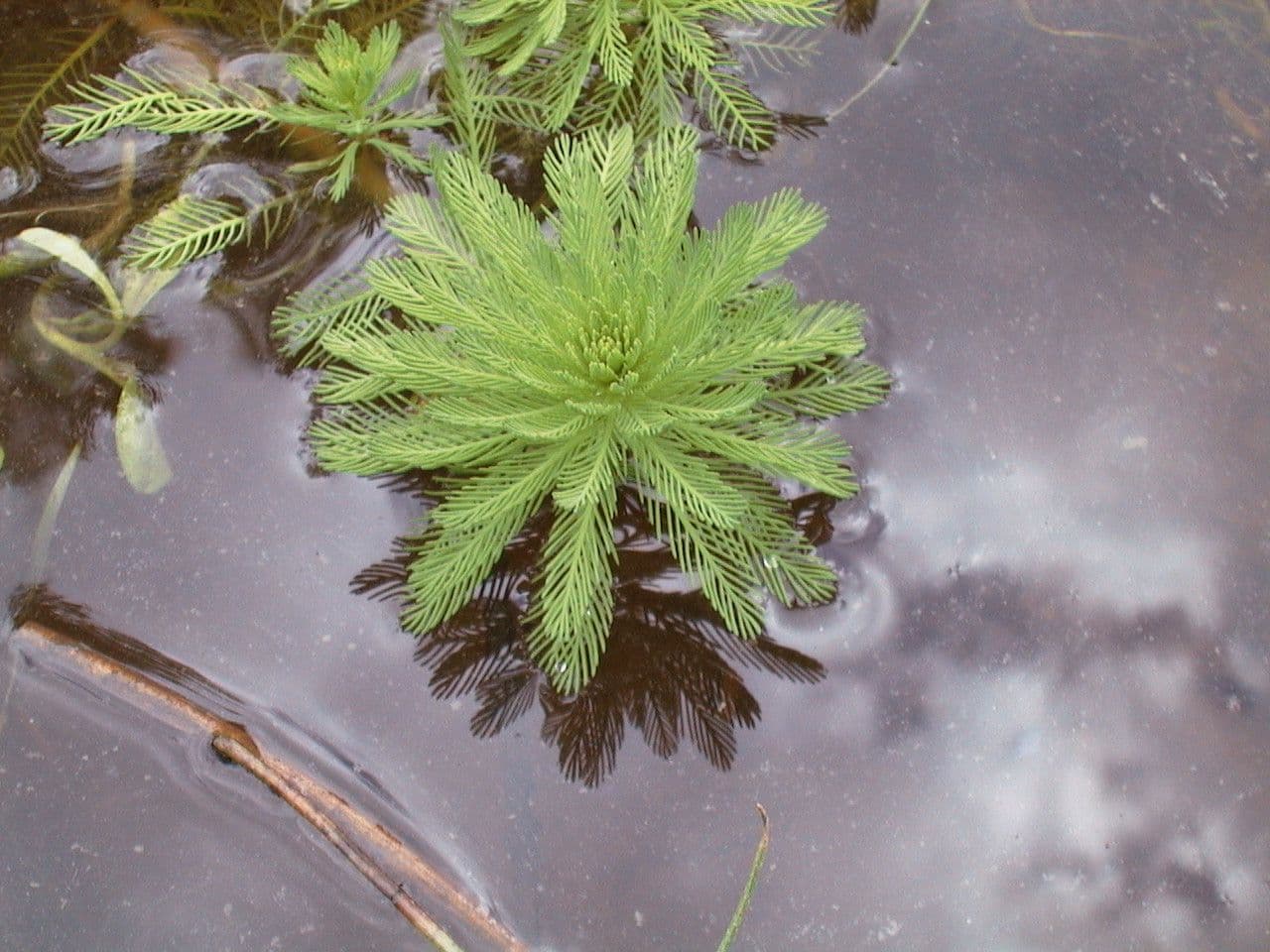 Millefoglio d'acqua 8