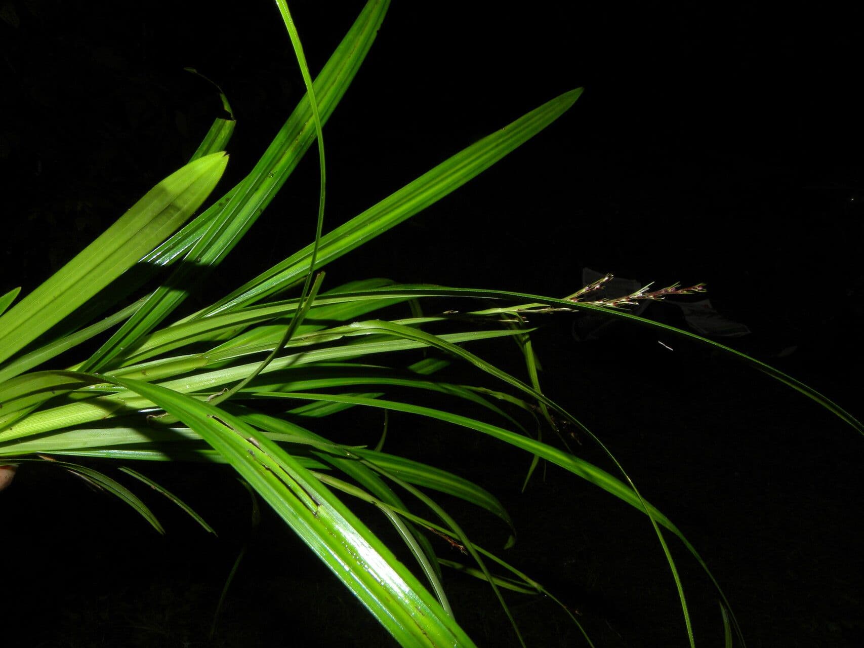Scleria 4