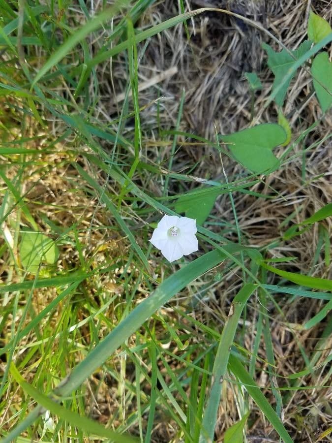 Ipomoea lacunosa 8