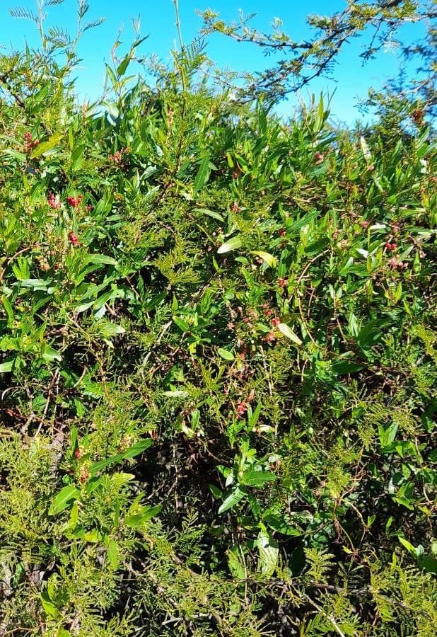 Muehlenbeckia 9