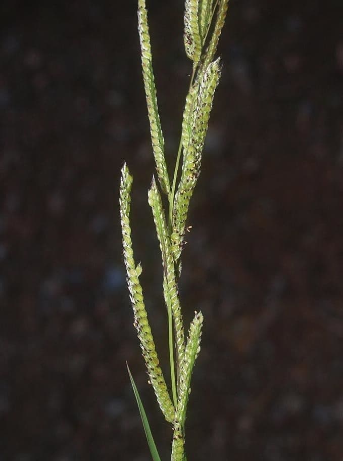 Urville-Paspalum 13