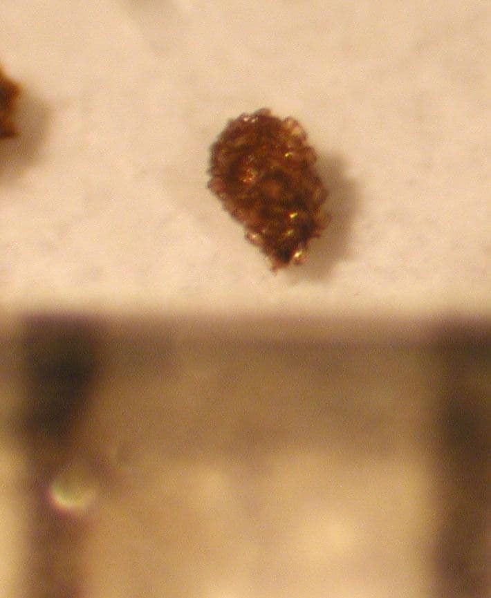 Besleria 15