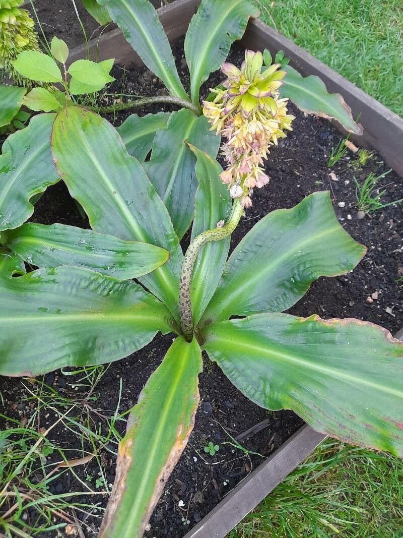 Eucomis 6