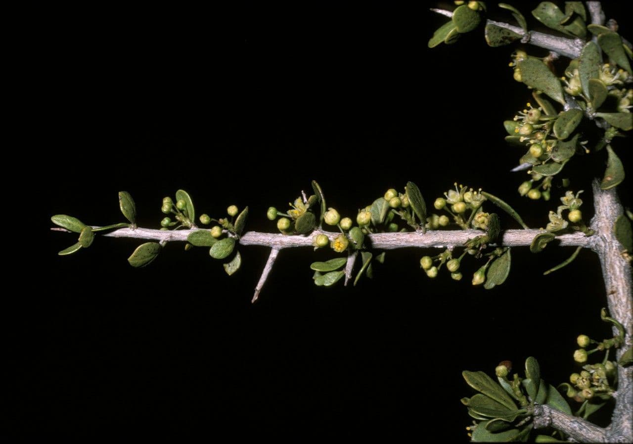 Schinus