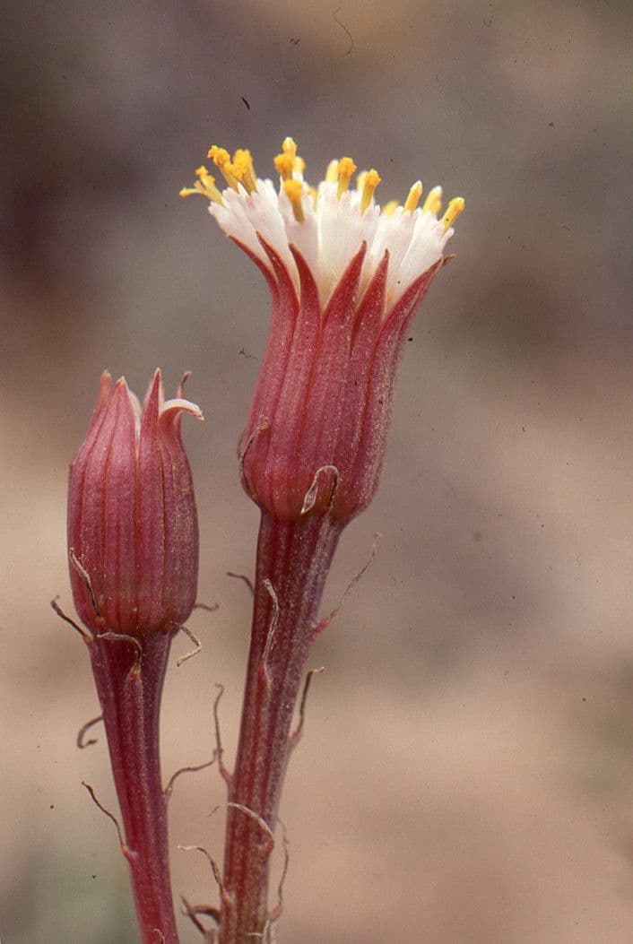 Kleinia anteuphorbium 9