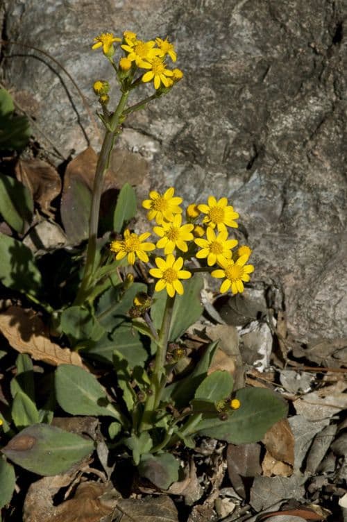Senecio di Wooton