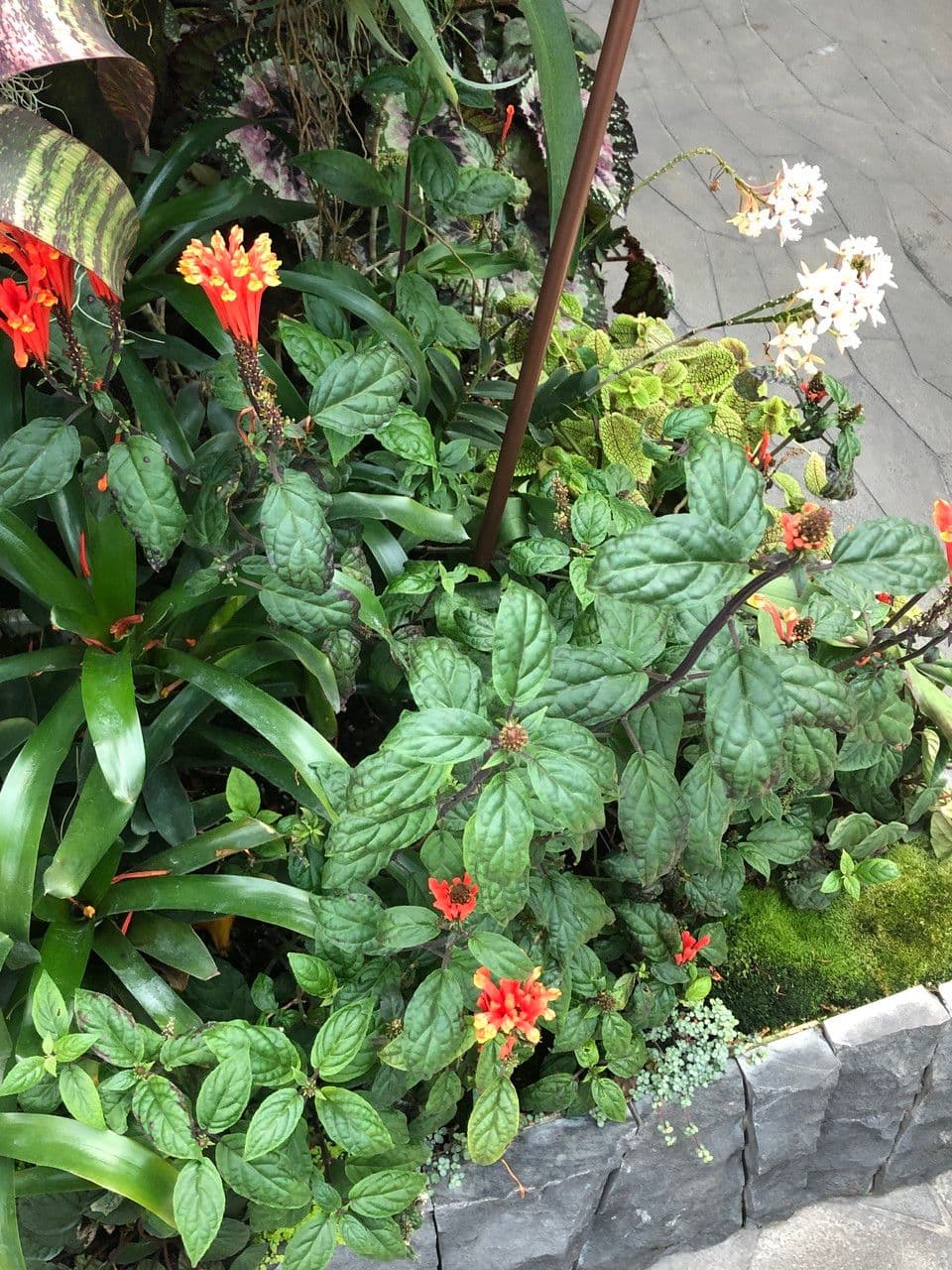 Scutellaria 11