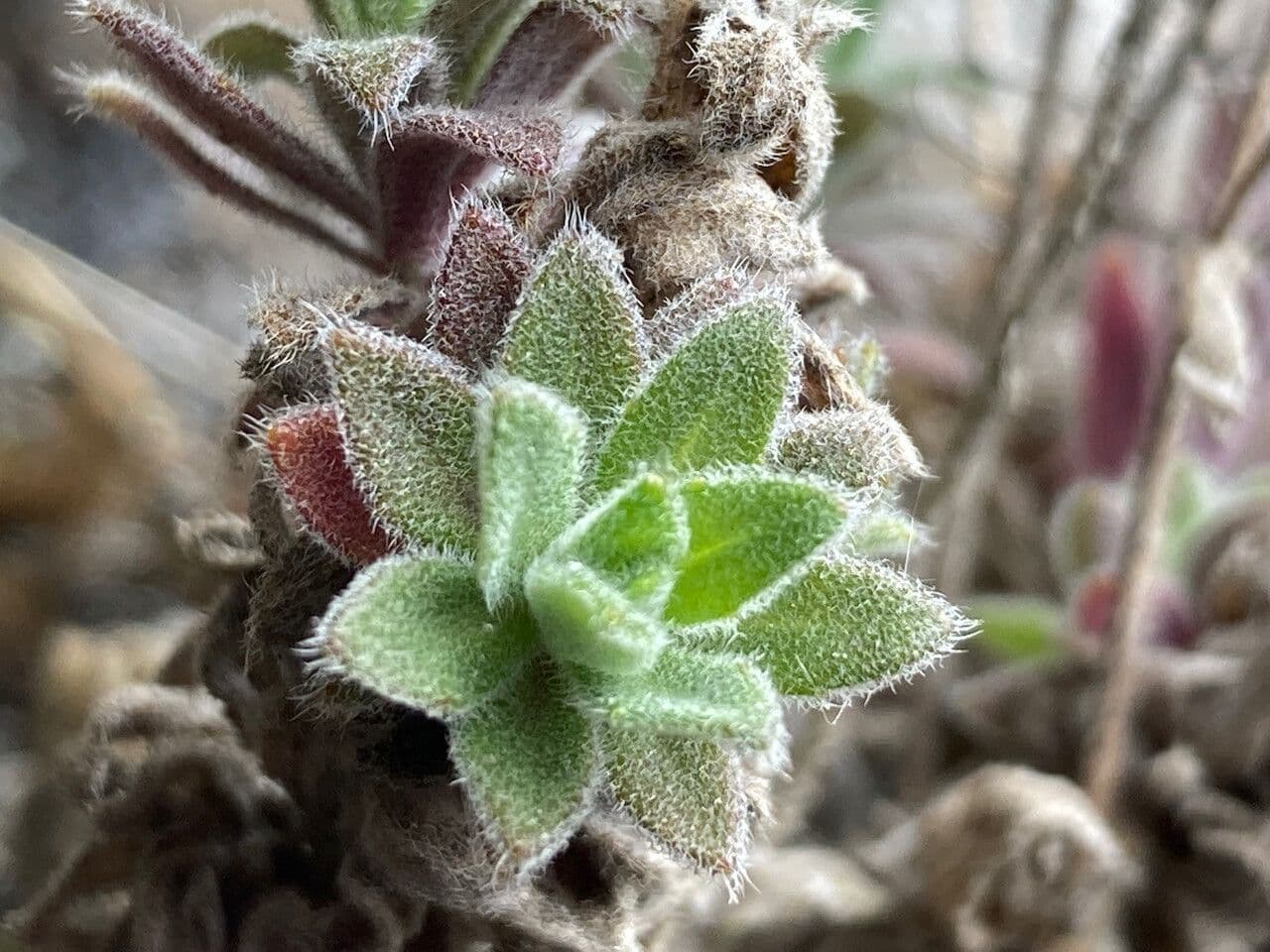Draba 19