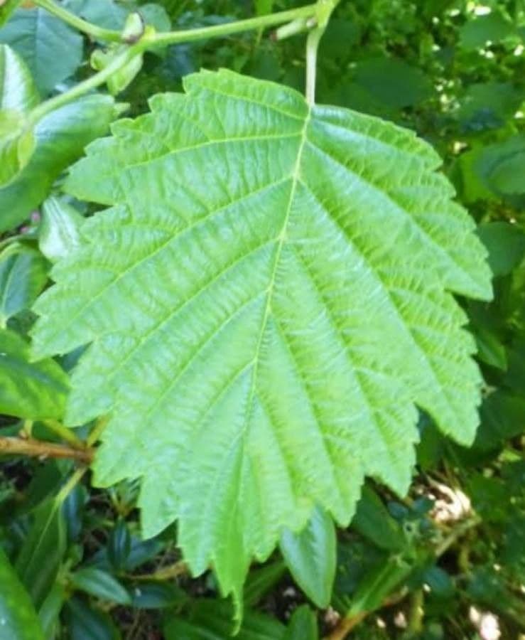 Ontano peloso