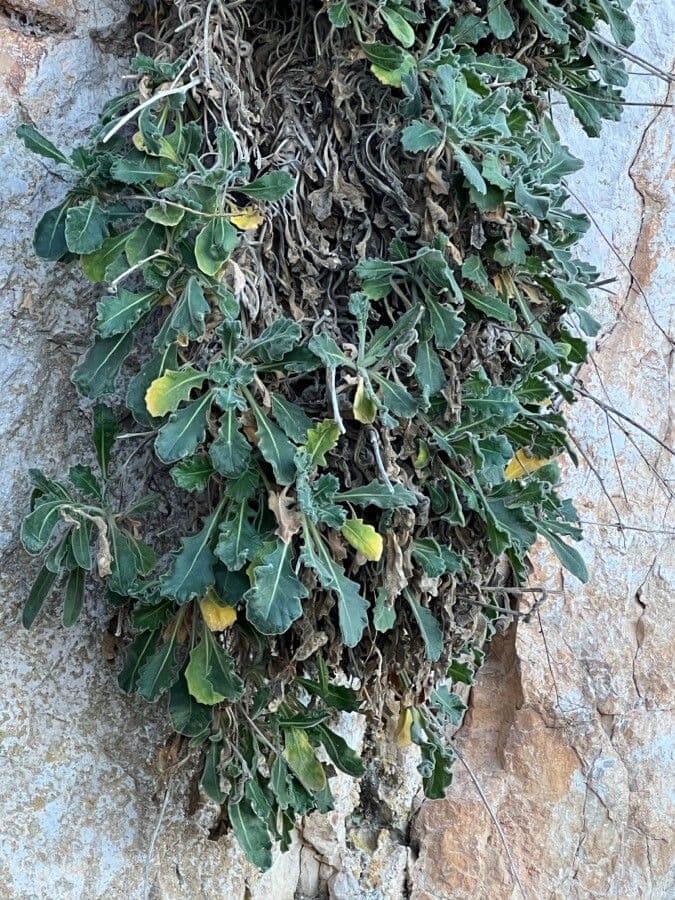 Biscutella frutescens 9