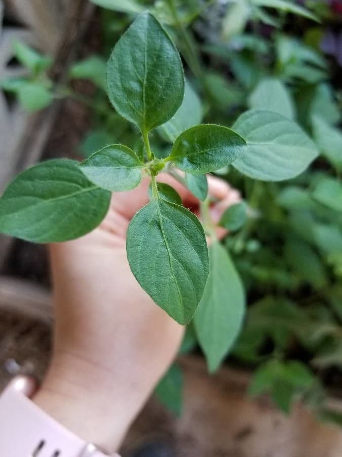 Ala piegata ramificata 13