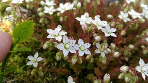 Sedum 6