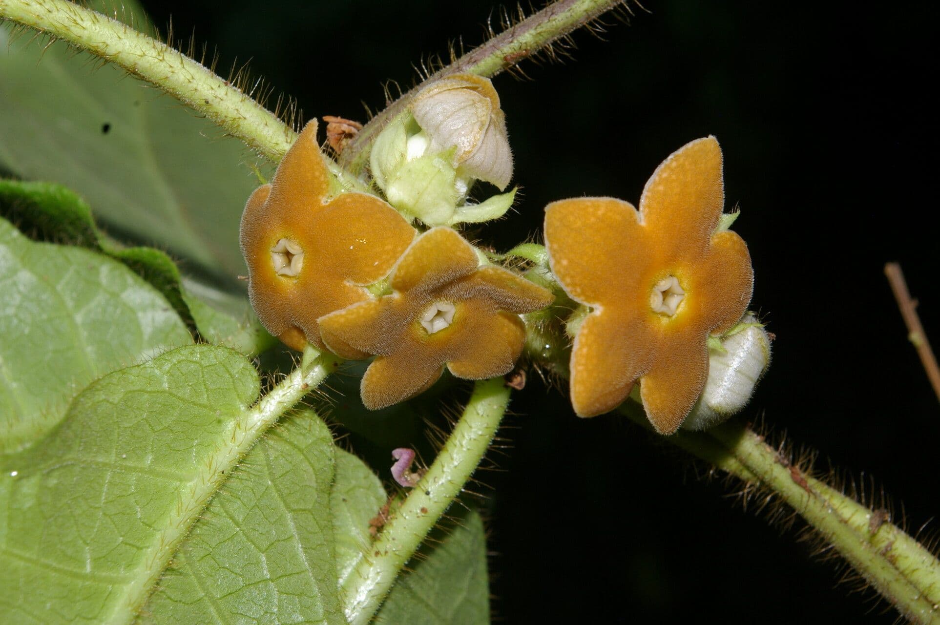 Macroscepis 7