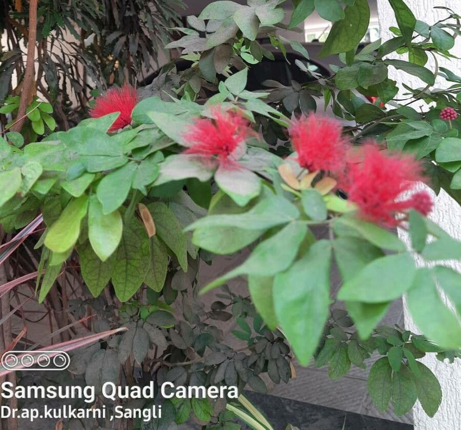 Calliandra 18