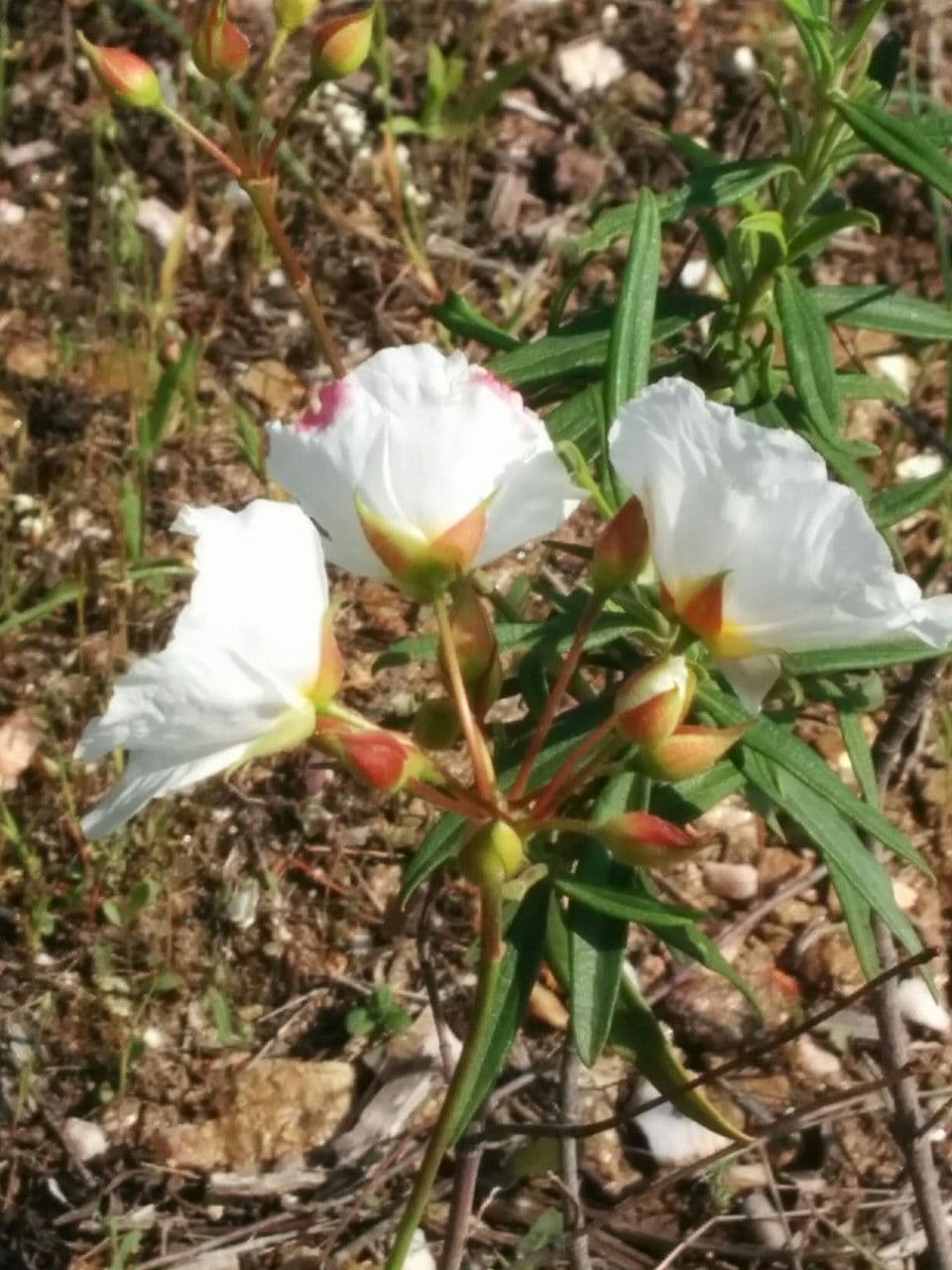 Cistus 3