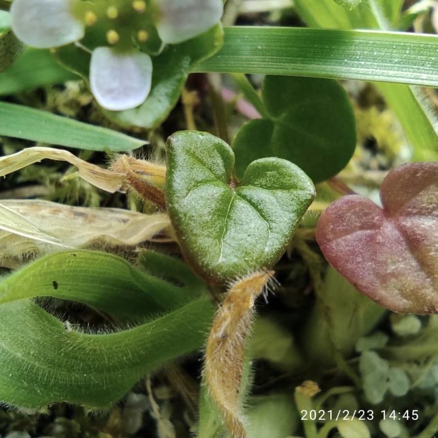 Coclearia danese 18