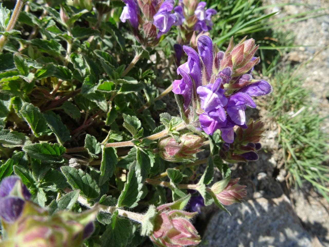 Tarczyca alpejska 20
