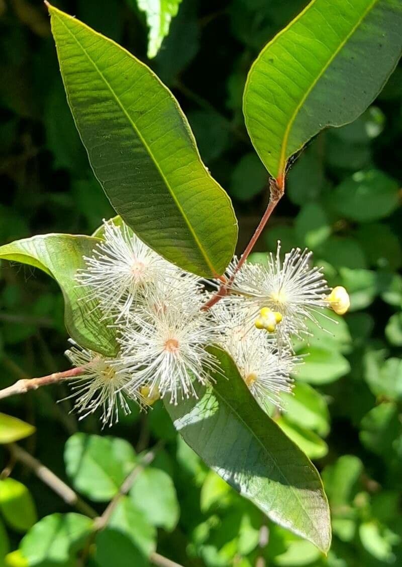 Blepharocalyx 8