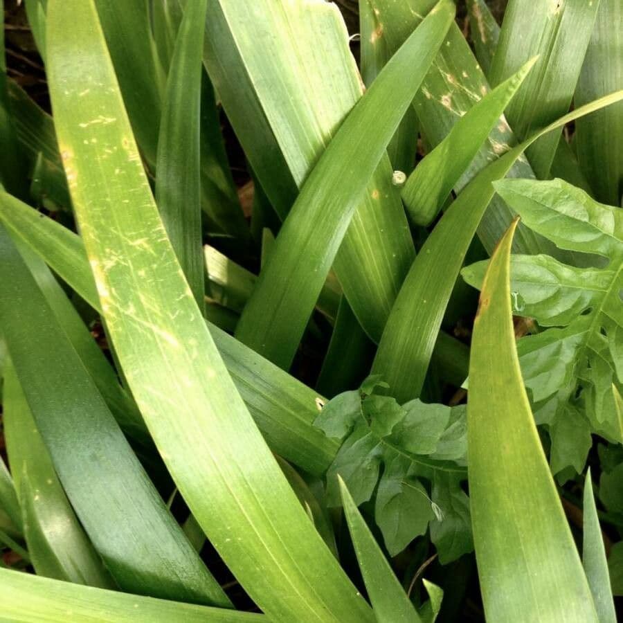 Schwert-Iris 14