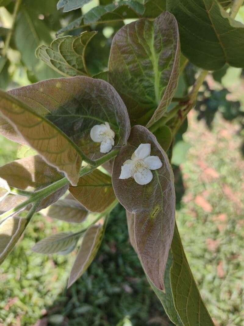 Campomanesia guazumifolia 6