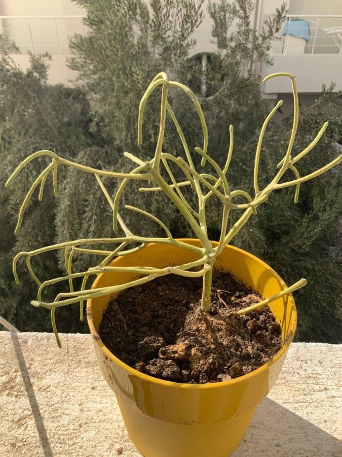 Euphorbe aphylla 13