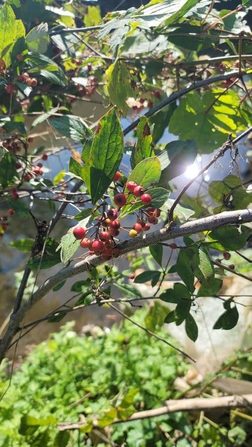 Aronia rossa 14