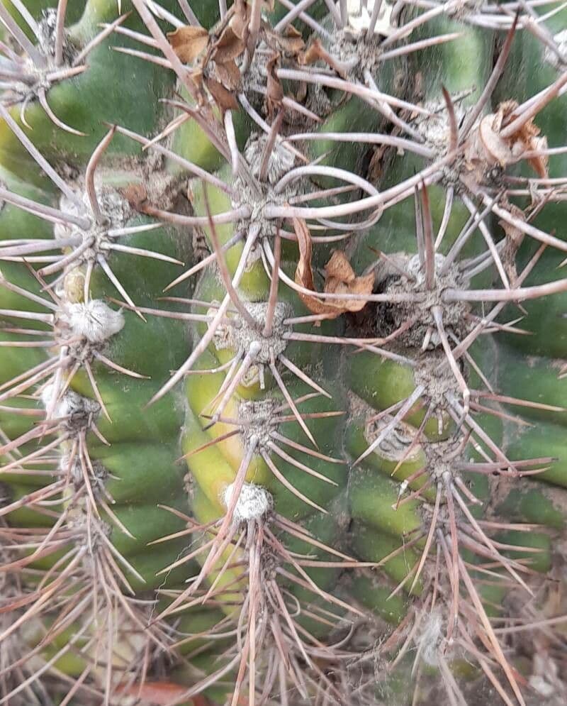 Gymnocalycium 10