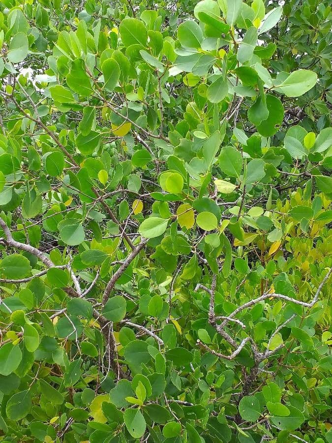 Sonneratia alba 6