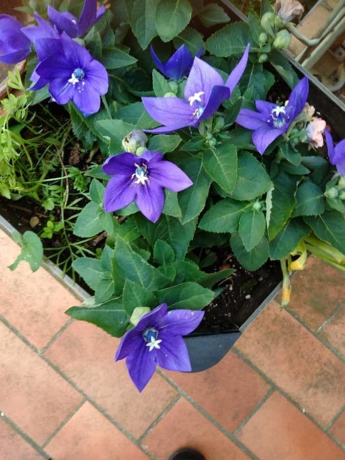 Campanula dei Carpazi 6