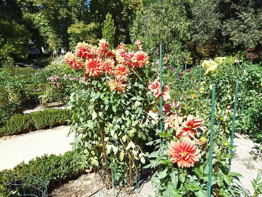 Dalia 27