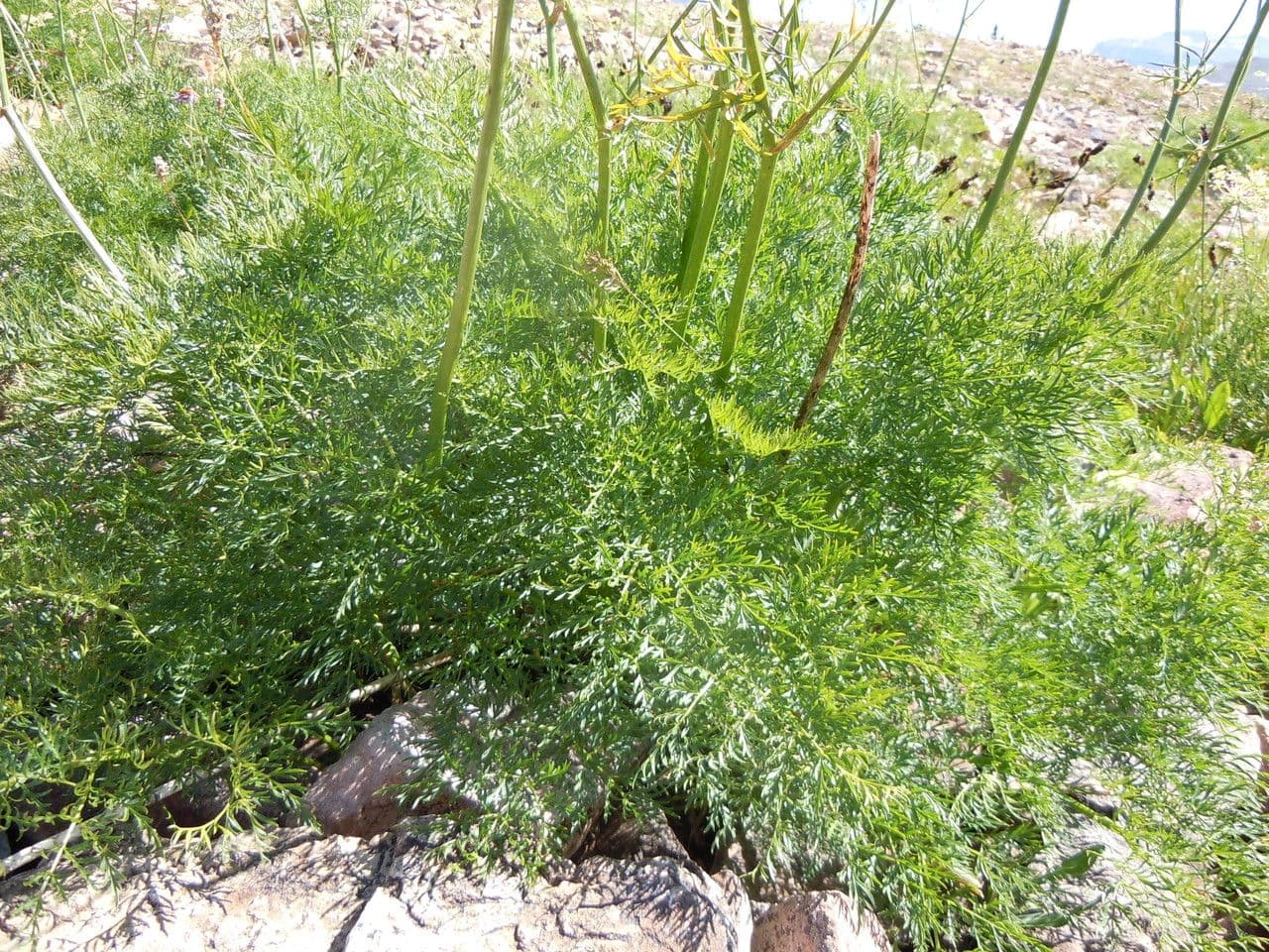 Ligusticum 6