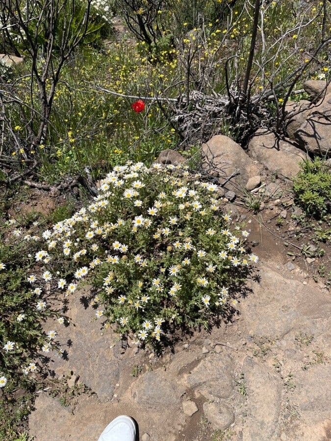Argyranthemum 3