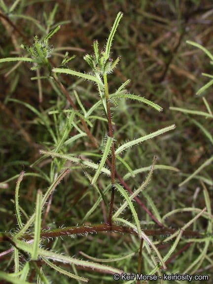 Cordylanthus rigide 12