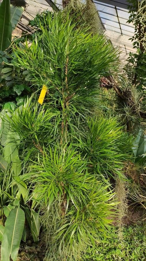 Foliage flower 3