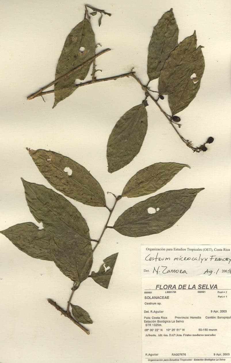 Cestrum 28
