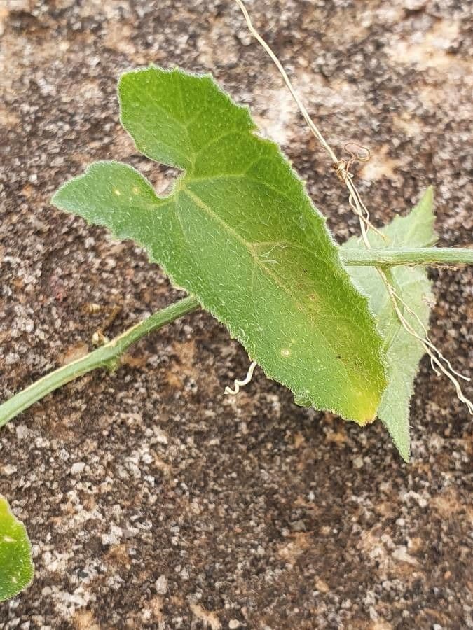 Cetriolo puzzolente 4