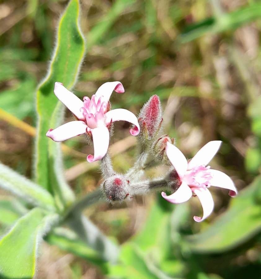 Oxypetalum 7