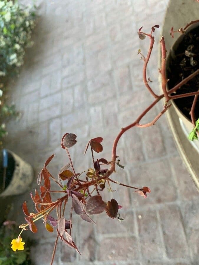 Acetosa 13